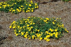 Attēlu rezultāti vaicājumam “Potentilla”