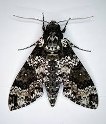 Attēlu rezultāti vaicājumam “Diachea muscorum macro”