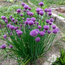 Image result for Schnittlauch