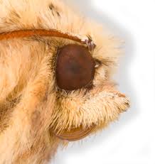 Attēlu rezultāti vaicājumam “Conistra rubiginea”