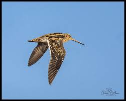 Attēlu rezultāti vaicājumam “Gallinago gallinago”