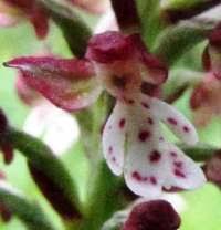 Attēlu rezultāti vaicājumam “Orchis ustulata flower”