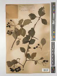 Attēlu rezultāti vaicājumam “Crataegus macracantha”
