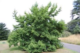 Attēlu rezultāti vaicājumam “Magnolia kobus”