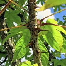 Attēlu rezultāti vaicājumam “Kalopanax septemlobus fruit”
