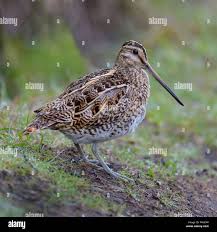 Image result for Gallinago gallinago
