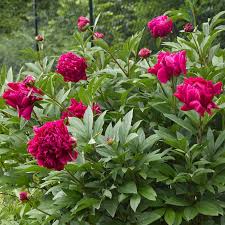 Image result for Pfingstrose