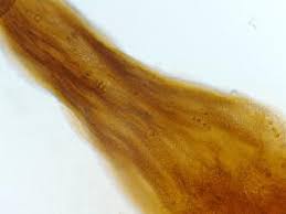 Attēlu rezultāti vaicājumam “Cribraria vulgaris”