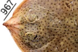 Image result for Raja polystigma