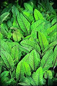 Image result for Rumex sanguineum