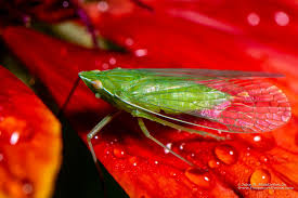 Attēlu rezultāti vaicājumam “Macrosteles sp. nymph”