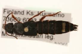 Attēlu rezultāti vaicājumam “Platydracus fulvipes”