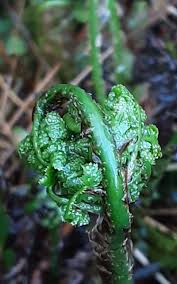 Attēlu rezultāti vaicājumam “Dryopteris dilatata”