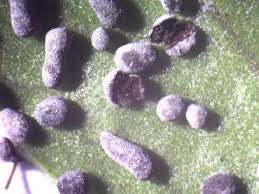 Attēlu rezultāti vaicājumam “Physarum cinereum spores”