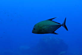 Image result for Caranx lugubris