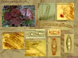 Attēlu rezultāti vaicājumam “Discina perlata”