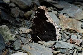 Attēlu rezultāti vaicājumam “Nymphalis antiopa upperside”