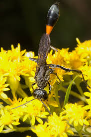 Attēlu rezultāti vaicājumam “Ammophila sp.”