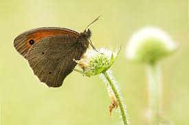 Attēlu rezultāti vaicājumam “Maniola jurtina”