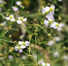 Attēlu rezultāti vaicājumam “Alisma plantago-aquatica flower”