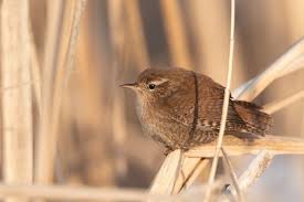 Attēlu rezultāti vaicājumam “Troglodytes troglodytes”