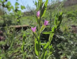 Attēlu rezultāti vaicājumam “Lythraceae”