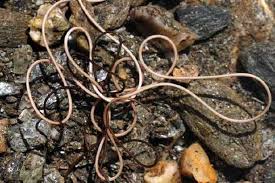 Attēlu rezultāti vaicājumam “Gordius aquaticus”