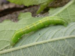 Attēlu rezultāti vaicājumam “Cabera exanthemata male”