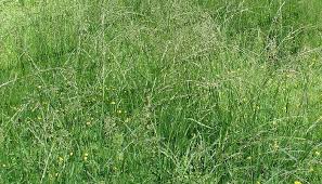 Attēlu rezultāti vaicājumam “Glyceria fluitans fruit”