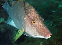 Image result for Lachnolaimus maximus