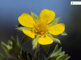 Attēlu rezultāti vaicājumam “Potentilla norvegica flower”