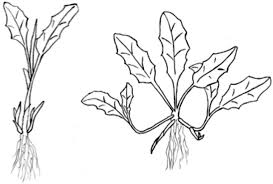 Attēlu rezultāti vaicājumam “Saussurea esthonica flower”