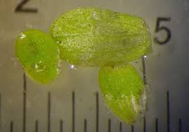 Attēlu rezultāti vaicājumam “Lemna gibba”