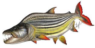 Image result for Goliath Tigerfish