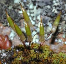 Attēlu rezultāti vaicājumam “Encalypta”