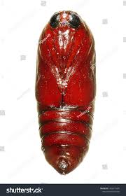 Attēlu rezultāti vaicājumam “pupa”