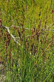Attēlu rezultāti vaicājumam “Schoenus ferrugineus flower”