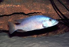 Attēlu rezultāti vaicājumam “Tritomaria exsecta macro”