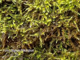 Attēlu rezultāti vaicājumam “Conardia compacta”