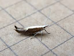 Attēlu rezultāti vaicājumam “Ypsolopha dentella”