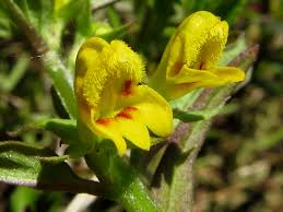 Attēlu rezultāti vaicājumam “Melampyrum sylvaticum”