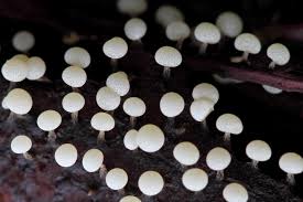 Attēlu rezultāti vaicājumam “Didymium sp.”