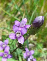 Attēlu rezultāti vaicājumam “Gentianella campestris”