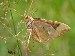 Attēlu rezultāti vaicājumam “Eulithis populata”