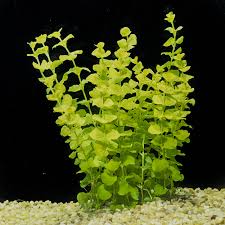 Image result for Lysimachia nummularia