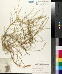 Attēlu rezultāti vaicājumam “Corispermum hyssopifolium fruit”