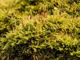 Attēlu rezultāti vaicājumam “Platygyrium repens”