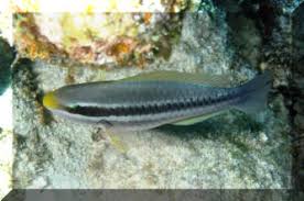 Image result for Scarus fuscopurpureus