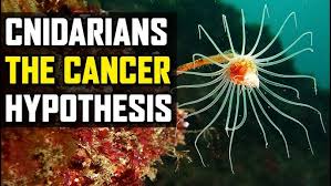 Attēlu rezultāti vaicājumam “Exoprosopa capucina”