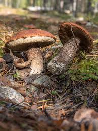 Attēlu rezultāti vaicājumam “Leccinum”